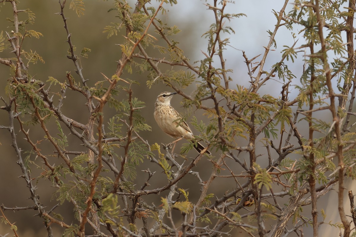 Short-clawed Lark - ML639409535