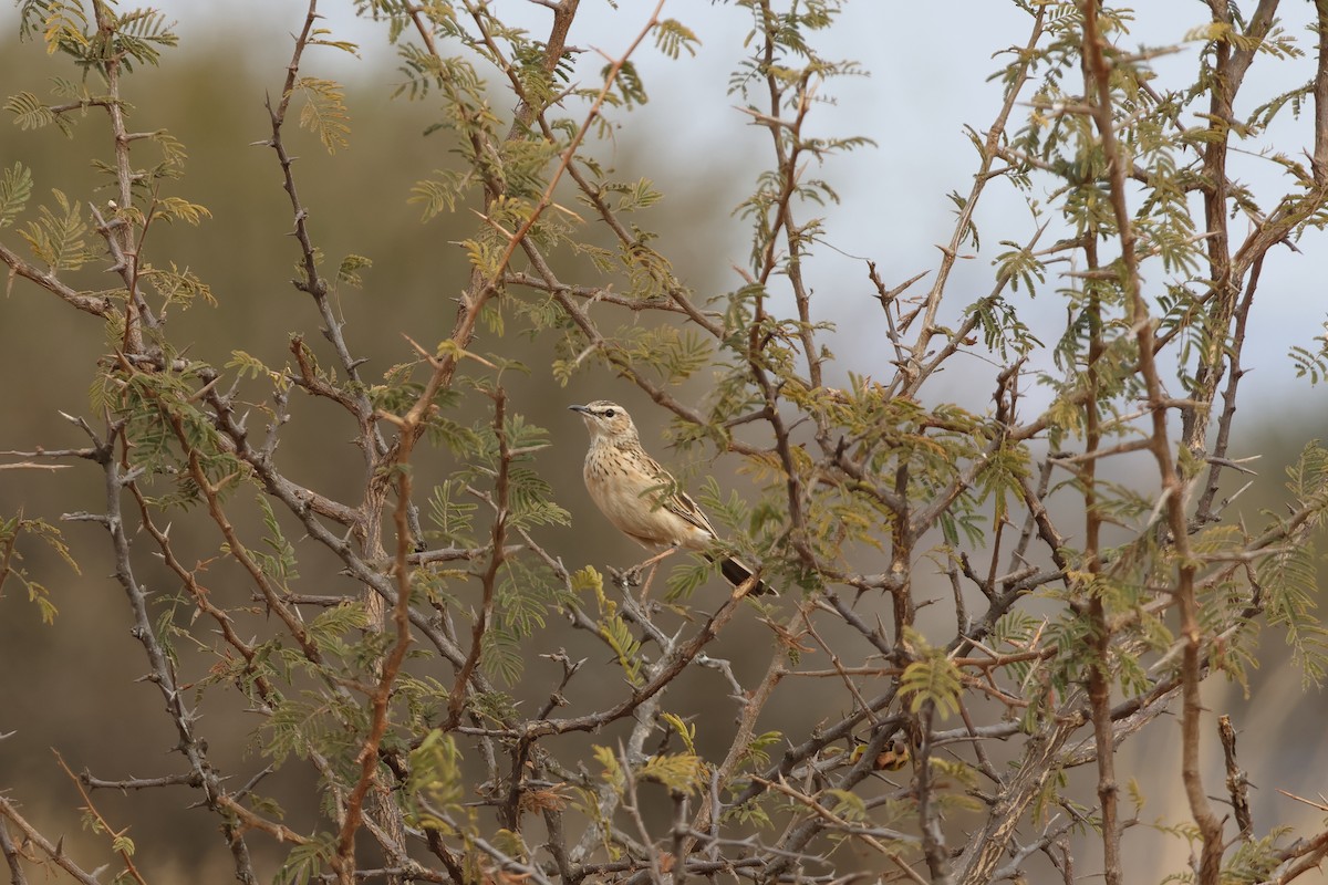 Short-clawed Lark - ML639409536