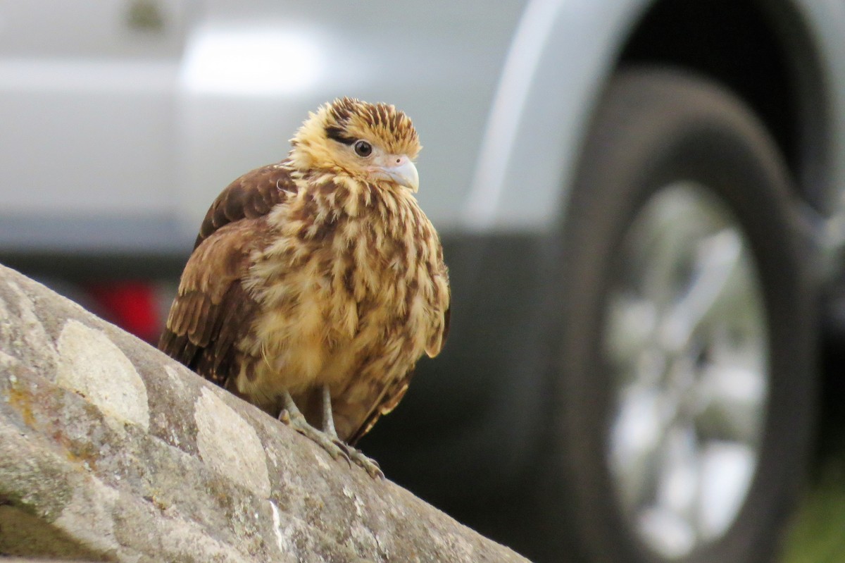 Yellow-headed Caracara - ML63940961