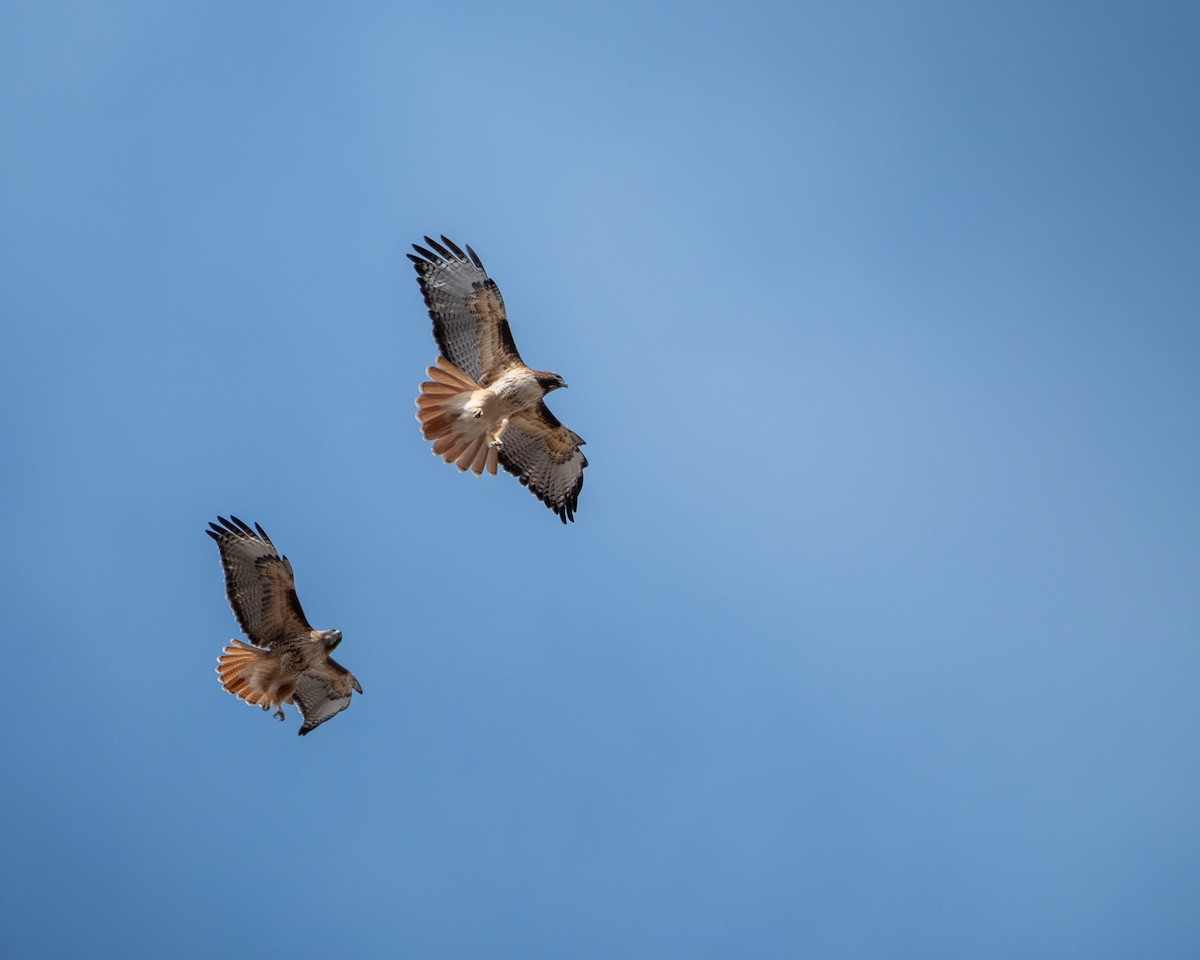 Red-tailed Hawk - ML639409616