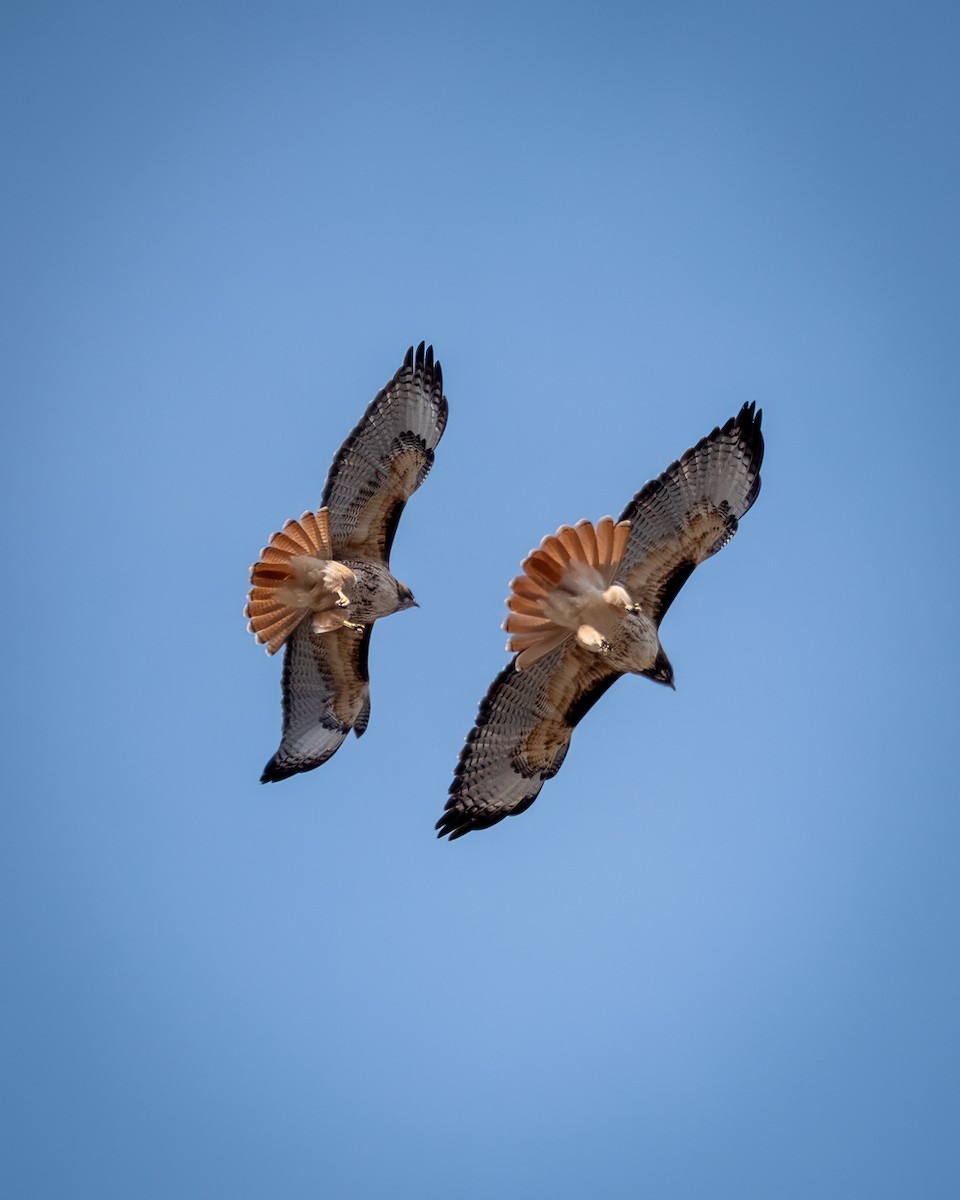 Red-tailed Hawk - ML639409621