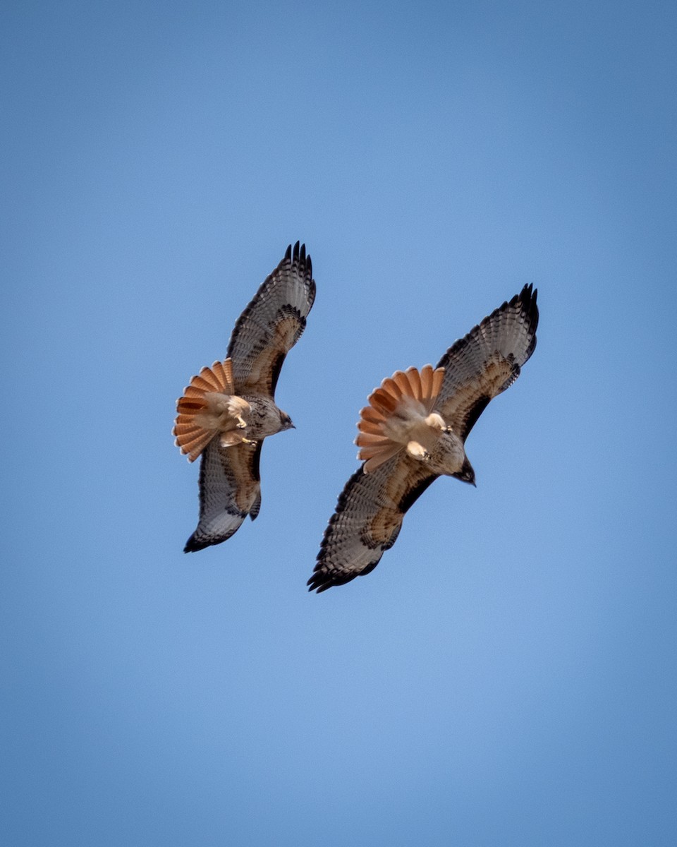 Red-tailed Hawk - ML639409622