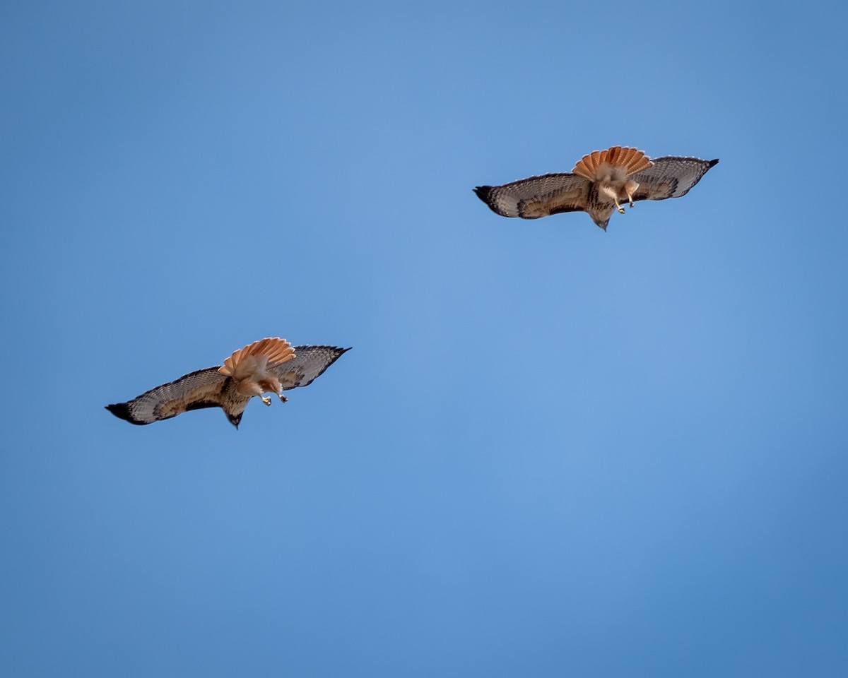Red-tailed Hawk - ML639409624