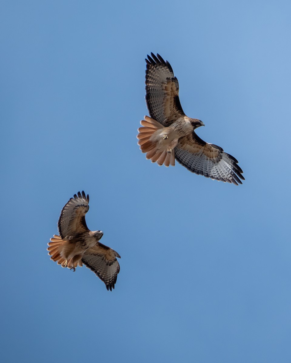 Red-tailed Hawk - ML639409625
