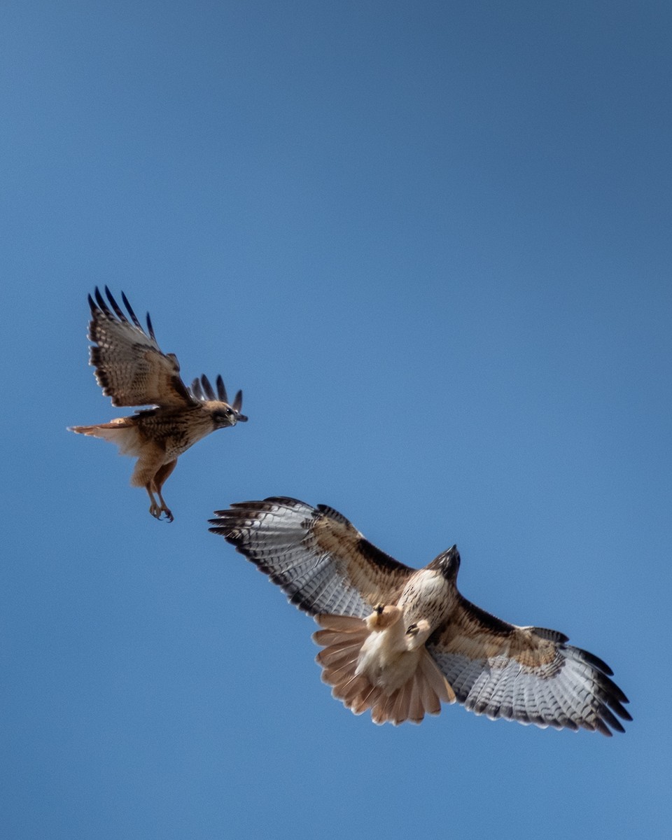 Red-tailed Hawk - ML639409626