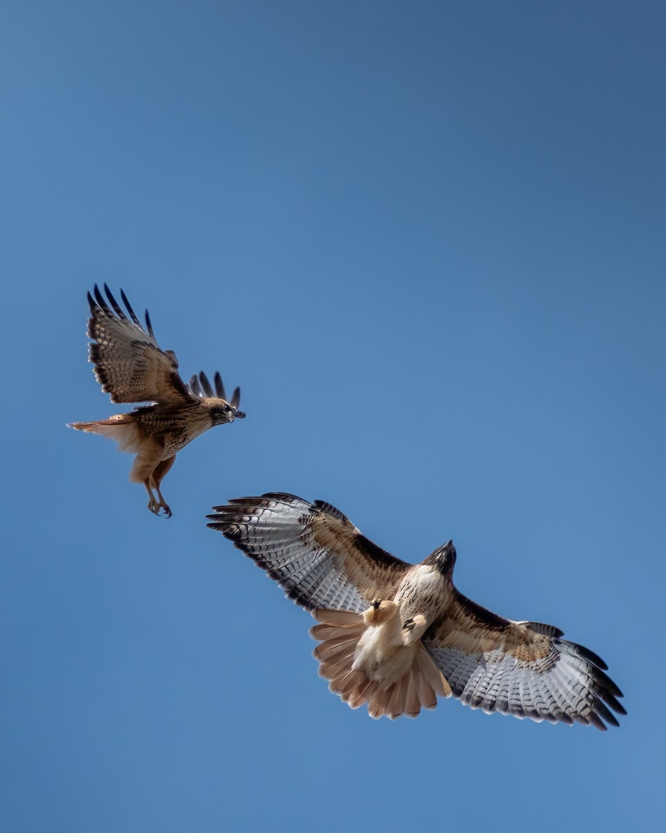 Red-tailed Hawk - ML639409627