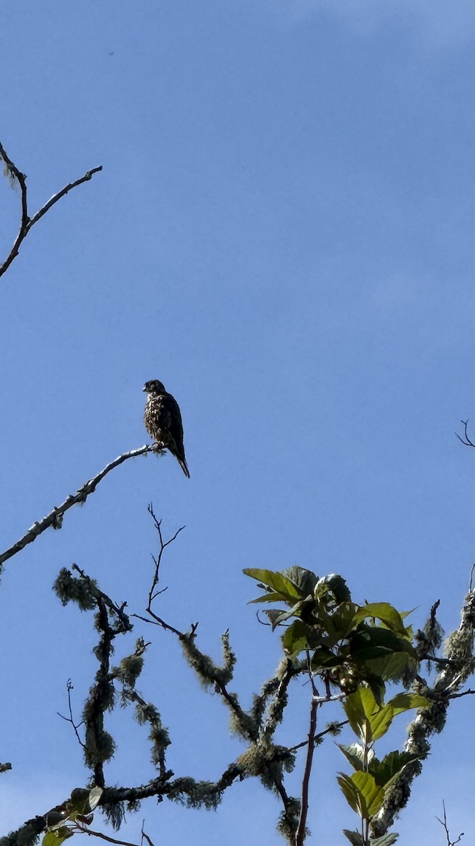 Faucon émerillon - ML639409644