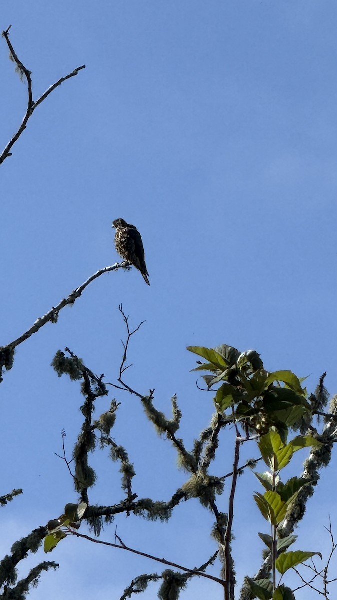 Faucon émerillon - ML639409645