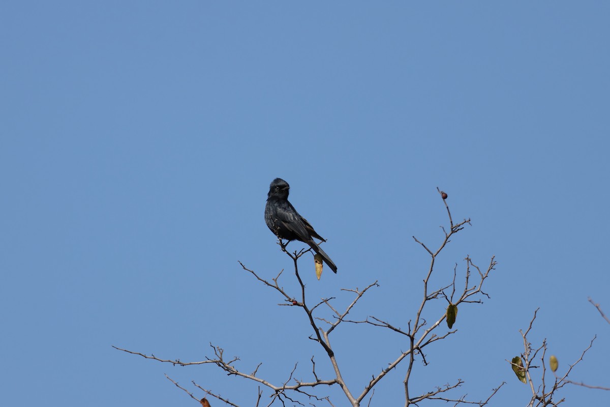 Southern Black-Flycatcher - ML639409647