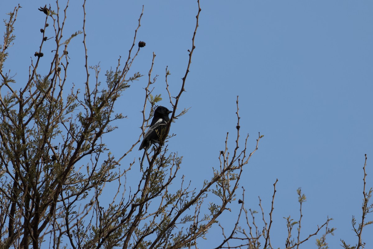 Southern Black-Tit - ML639409656