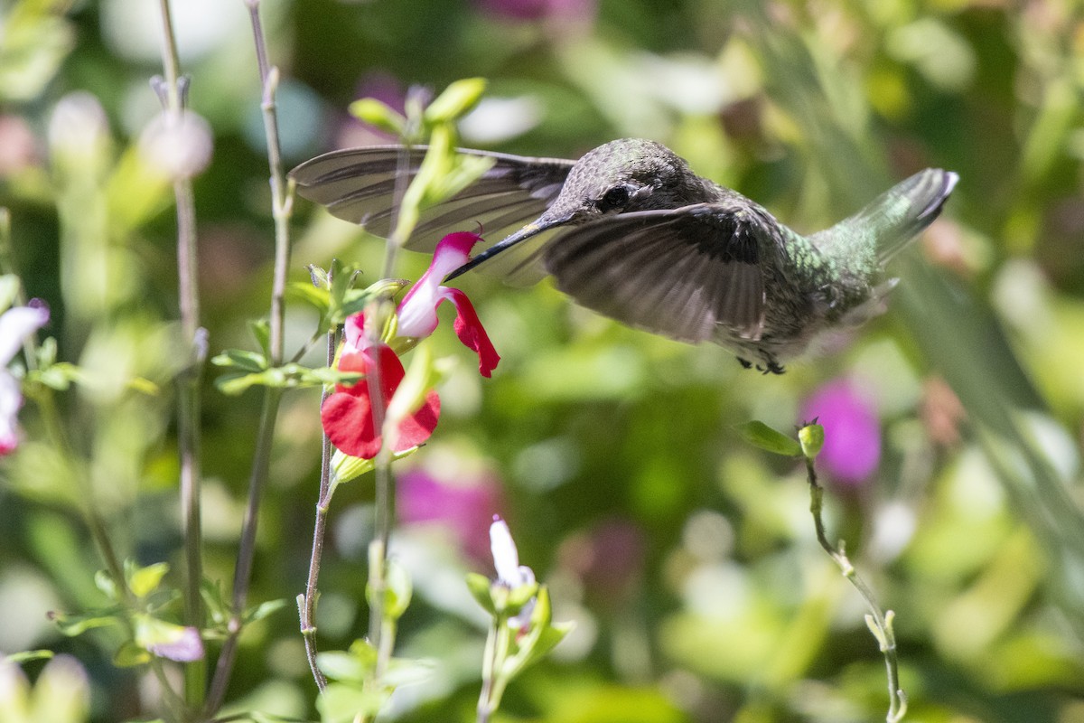 Anna's Hummingbird - ML639409659