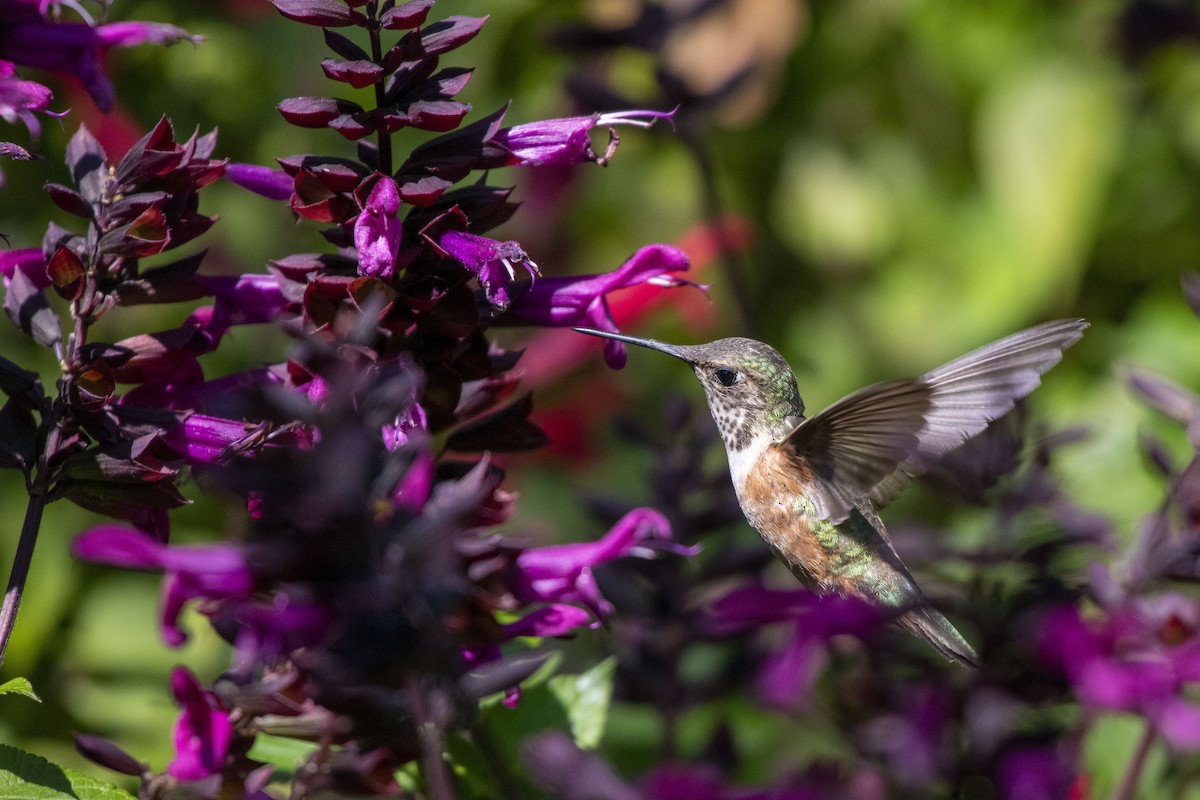 Rufous Hummingbird - ML639409672