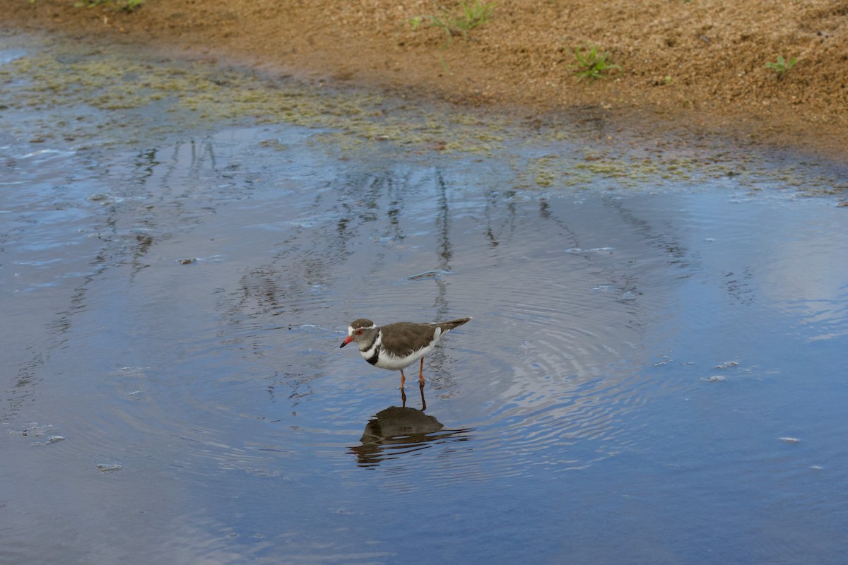 Three-banded Plover - ML639409690