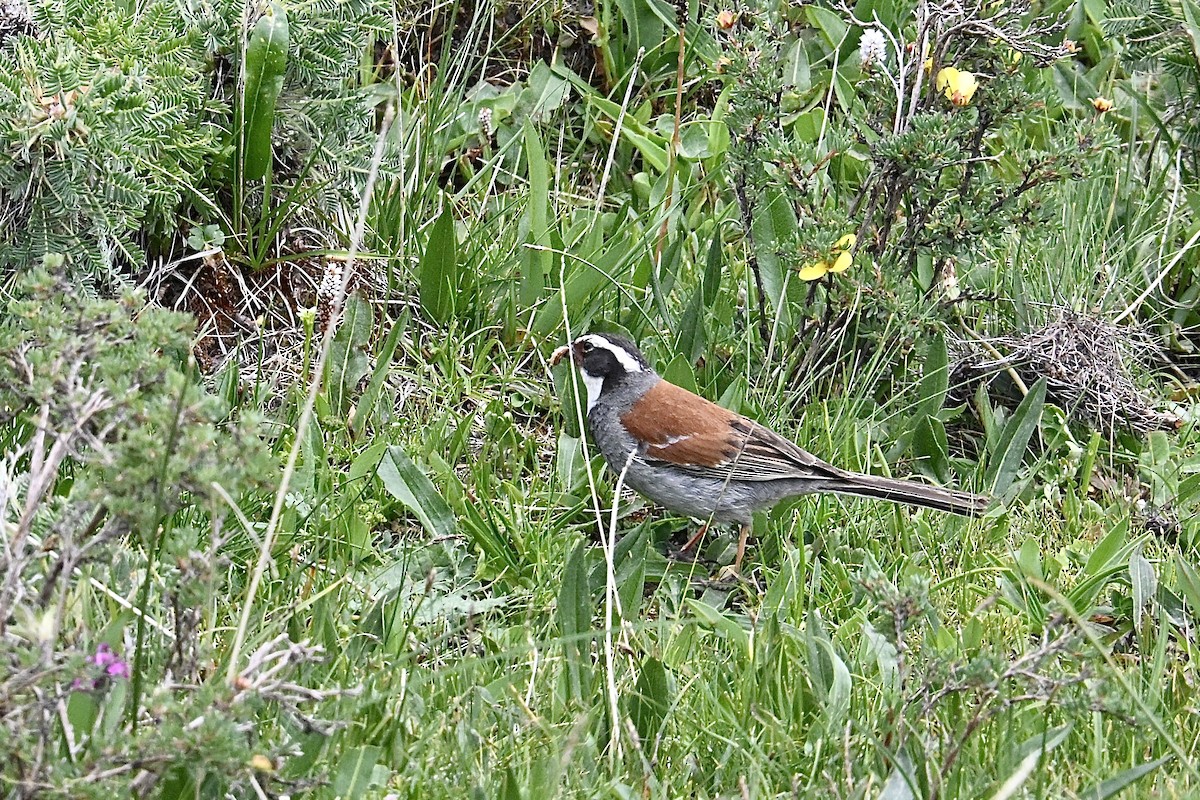 Tibetan Bunting - ML639409727