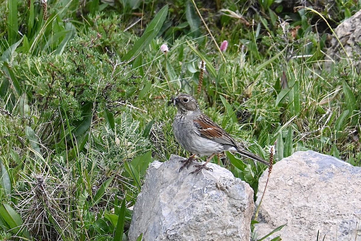 Tibetan Bunting - ML639409731