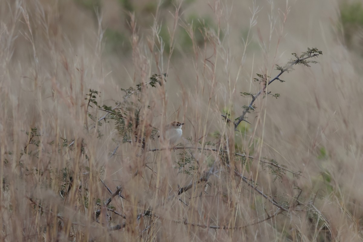 Tinkling Cisticola - ML639409745
