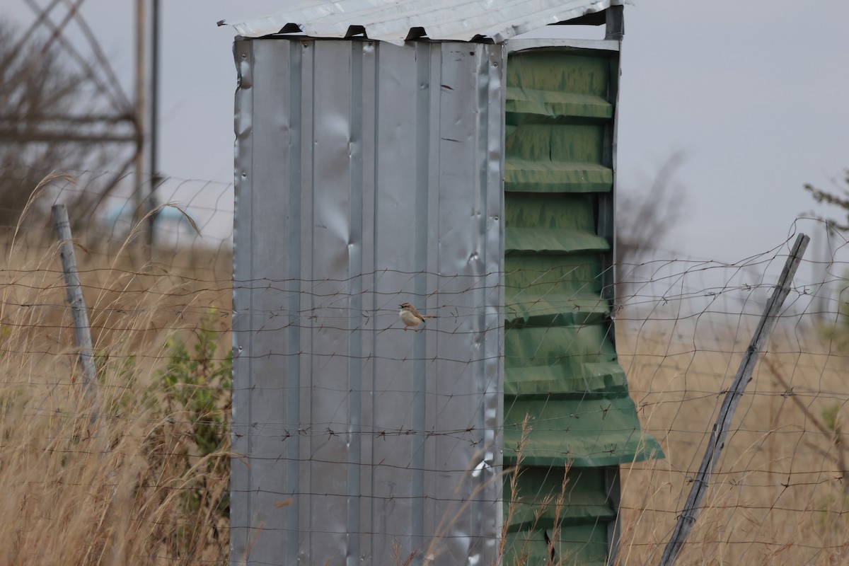 Tinkling Cisticola - ML639409748