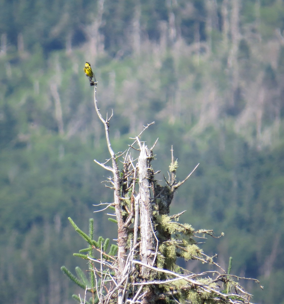 Magnolia Warbler - ML639409776