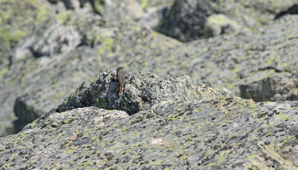 svartrødstjert - ML639409785