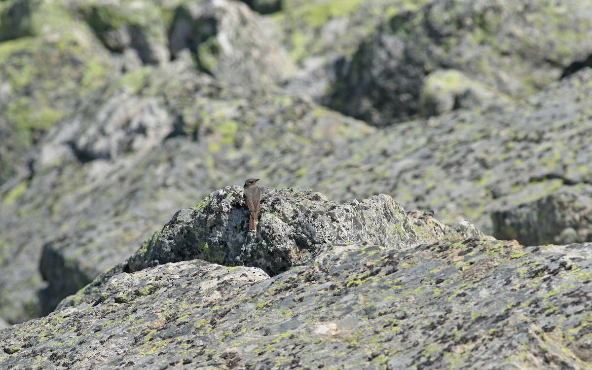 svartrødstjert - ML639409786