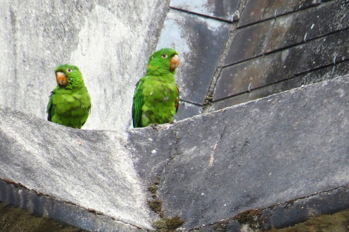 White-eyed Parakeet - Holly Sweeney