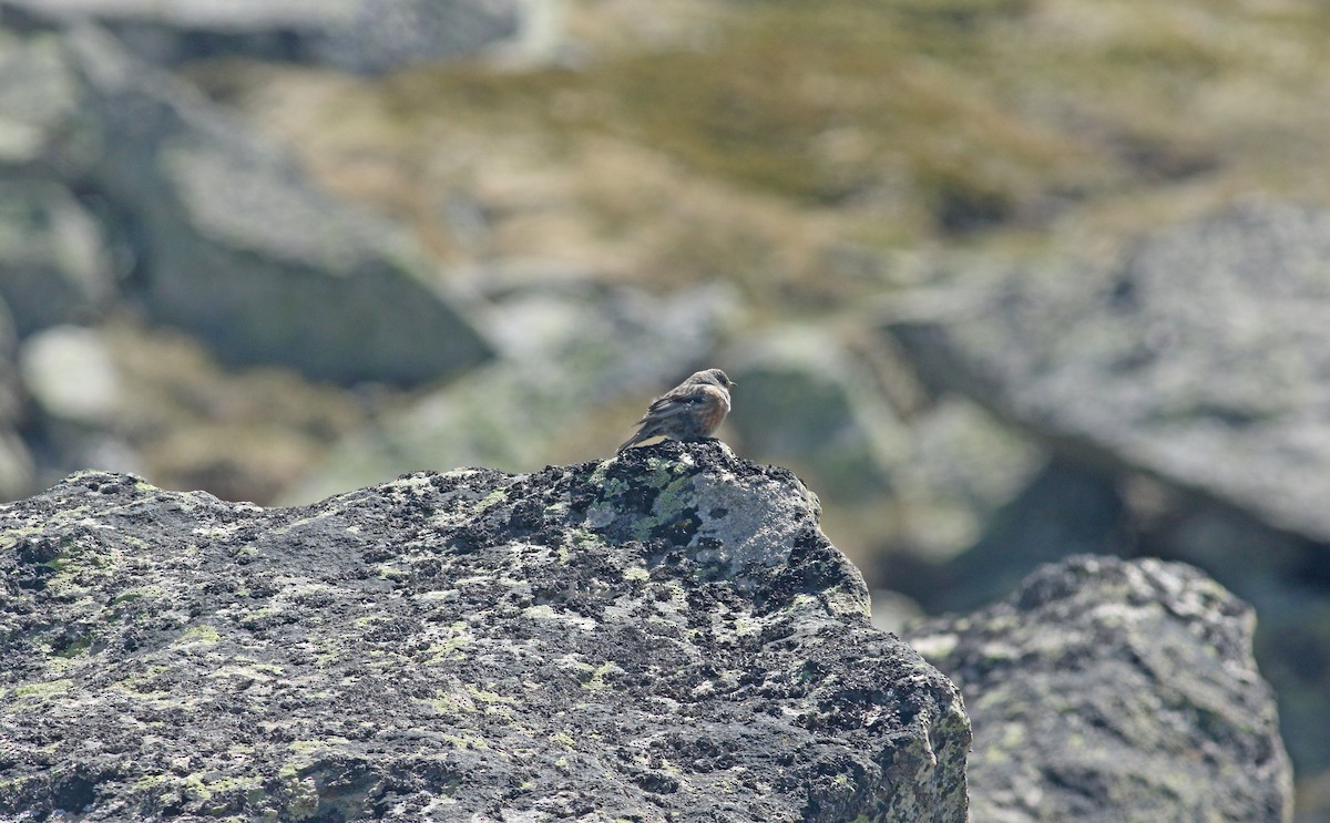 alpejernspurv - ML639409818