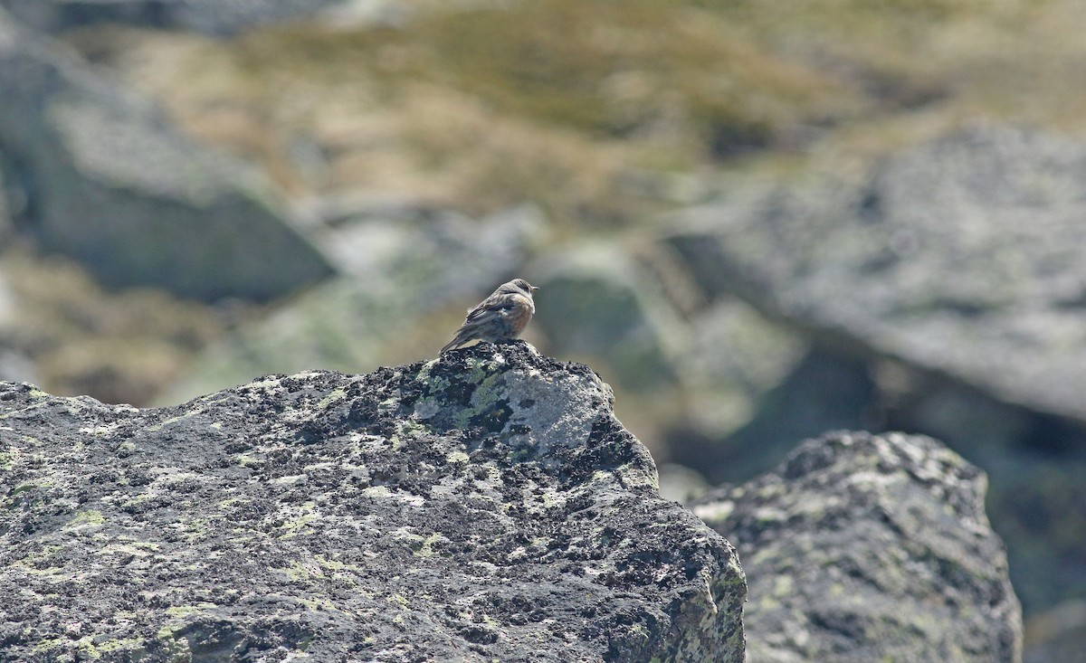 alpejernspurv - ML639409820
