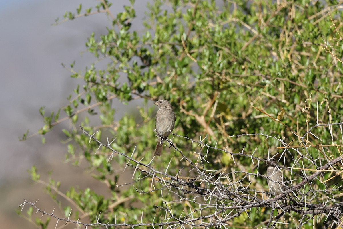 White-throated Canary - ML639409839
