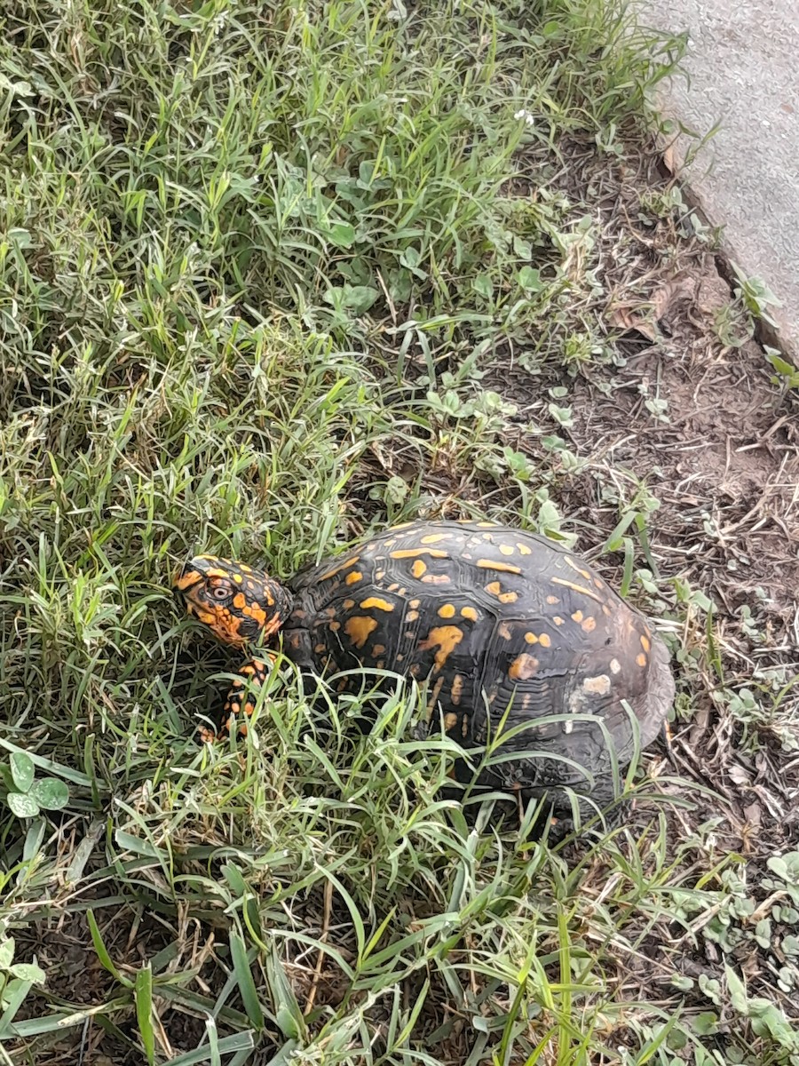 Animals - ML639409876