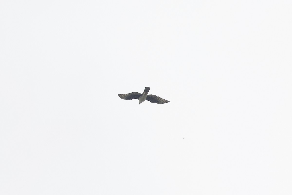 Cassin's Hawk-Eagle - ML639409883