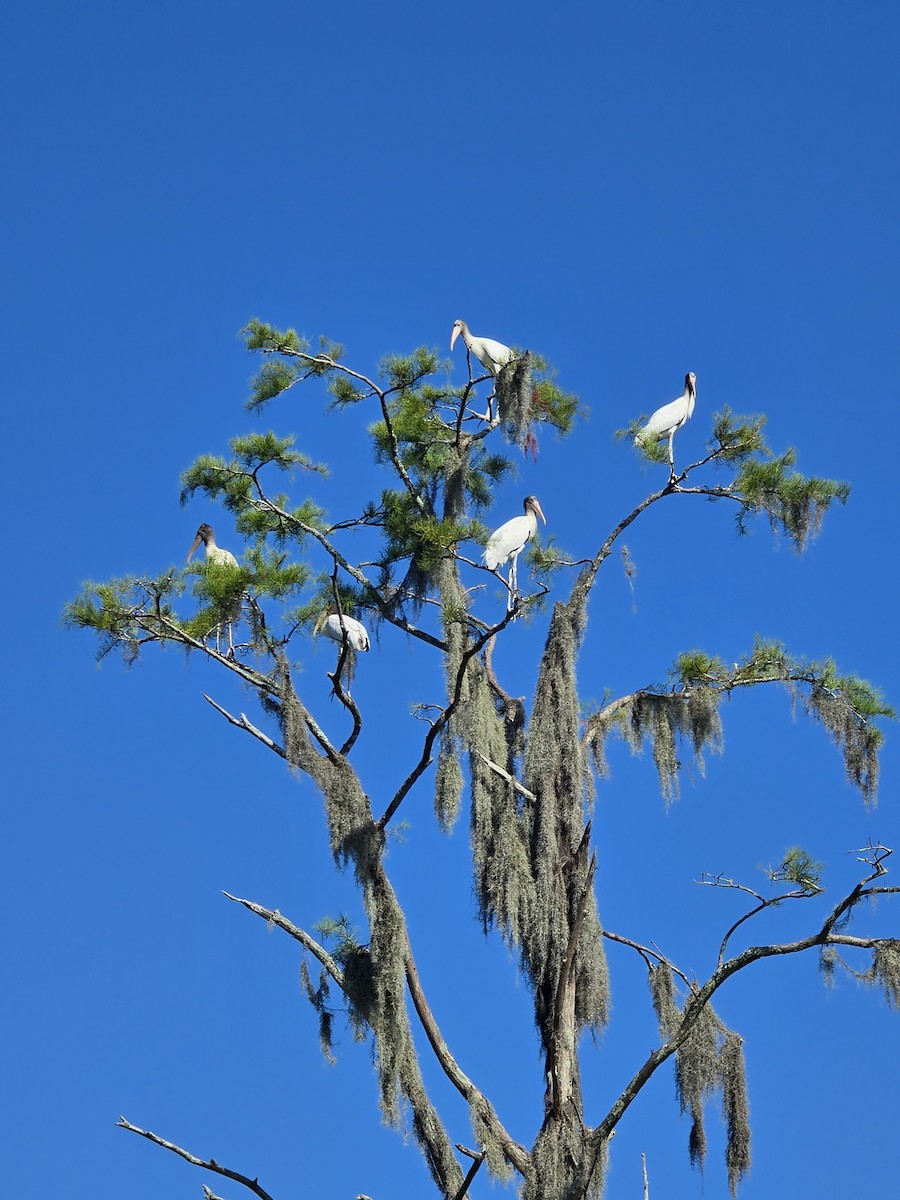 Wood Stork - ML639409976
