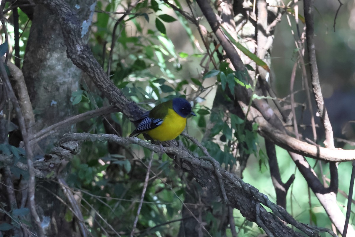 White-starred Robin - ML639409994