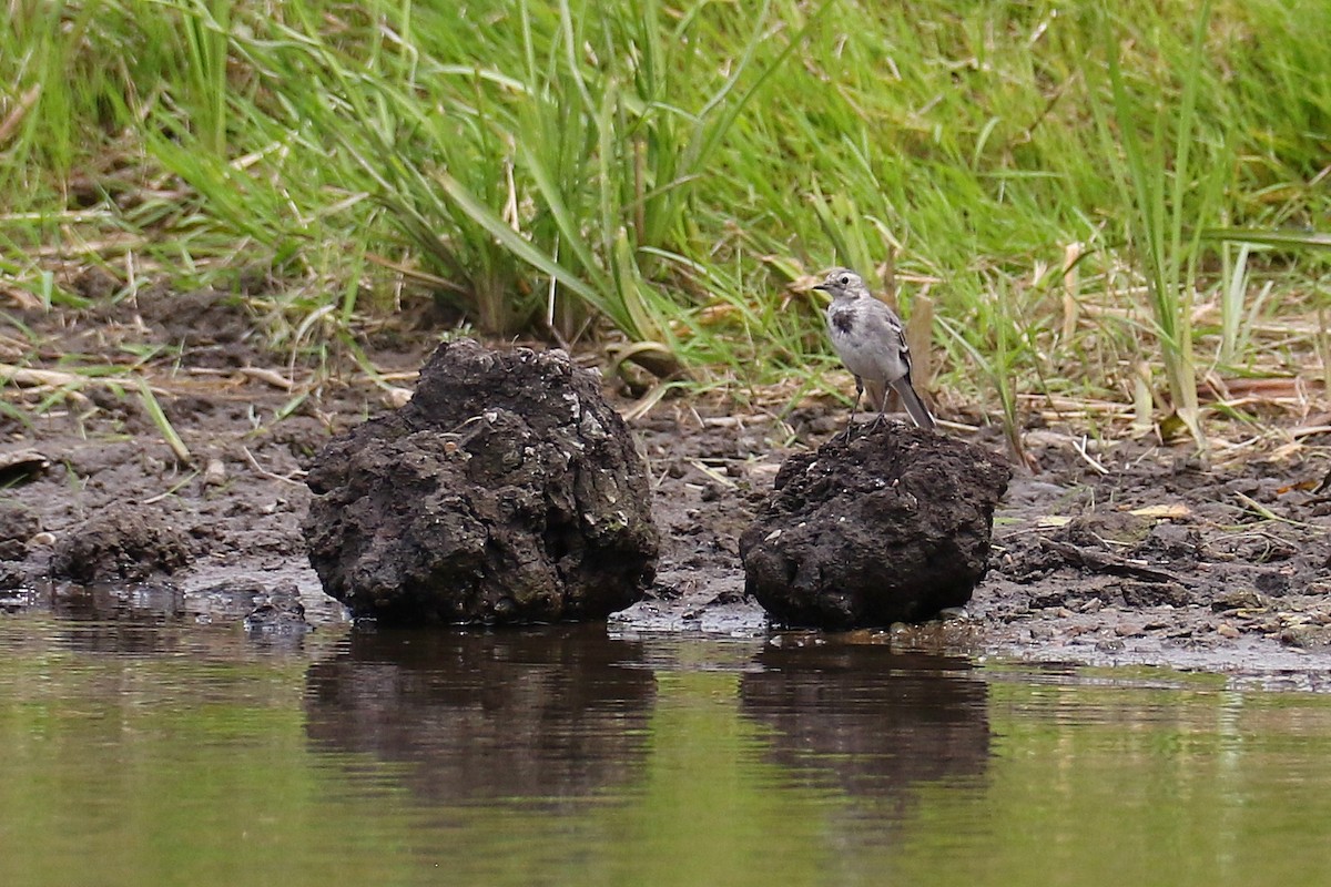 konipas bílý - ML639410049