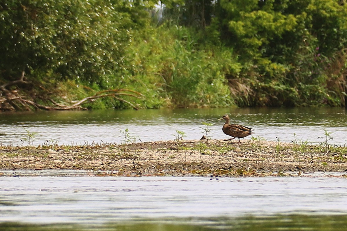 kachna divoká - ML639410061