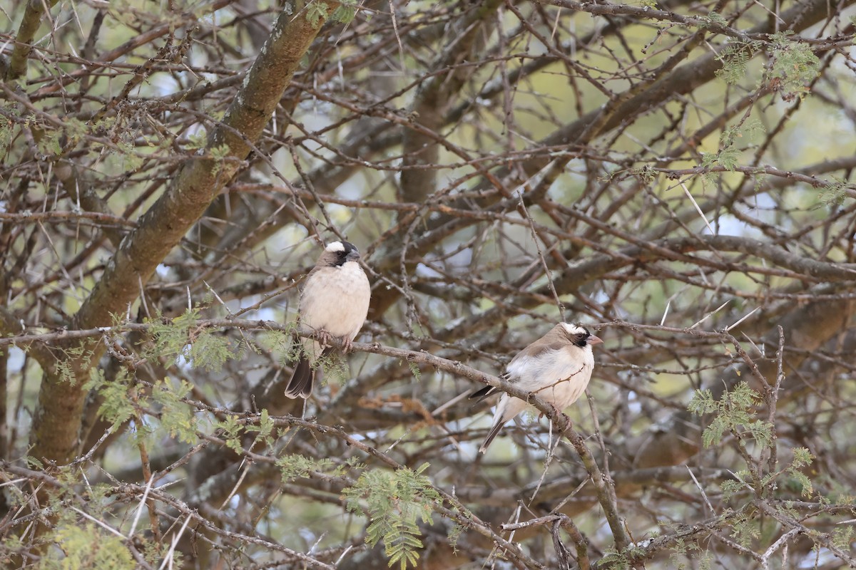 White-browed Sparrow-Weaver (White-breasted) - ML639410063