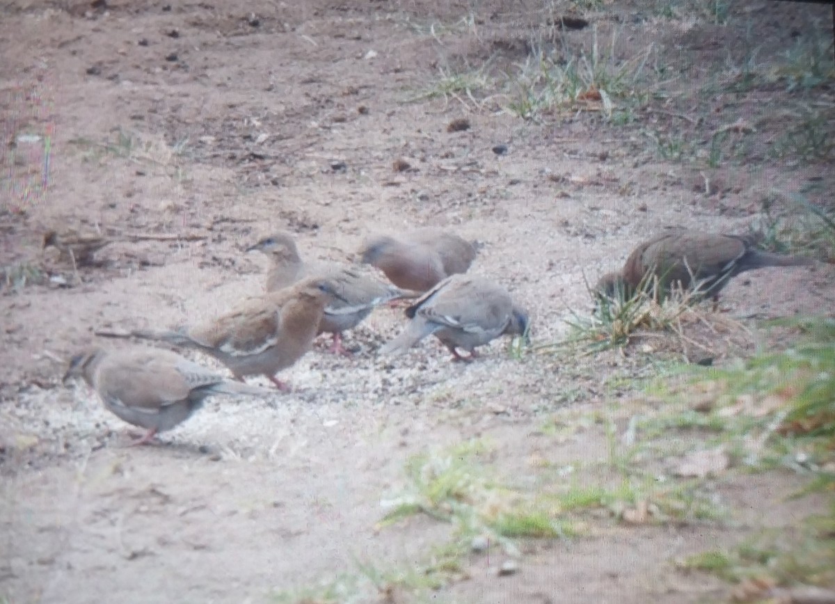 West Peruvian Dove - ML639410066
