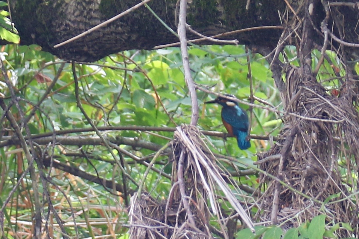 ledňáček říční - ML639410068