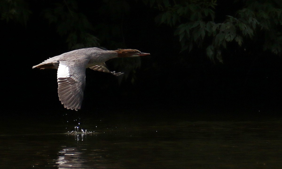 morčák velký - ML639410072