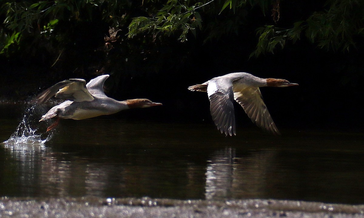 morčák velký - ML639410073