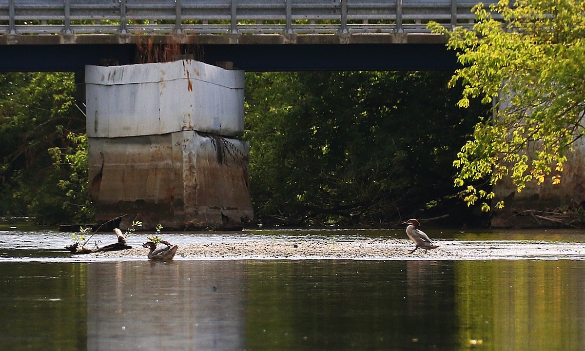 morčák velký - ML639410074