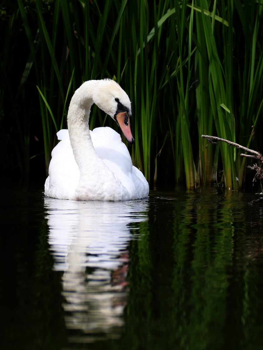 labuť velká - ML639410107