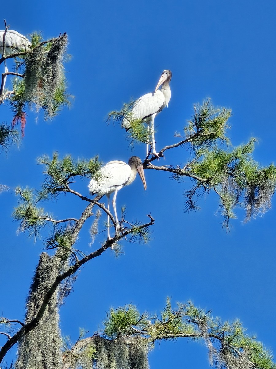 Wood Stork - ML639410139