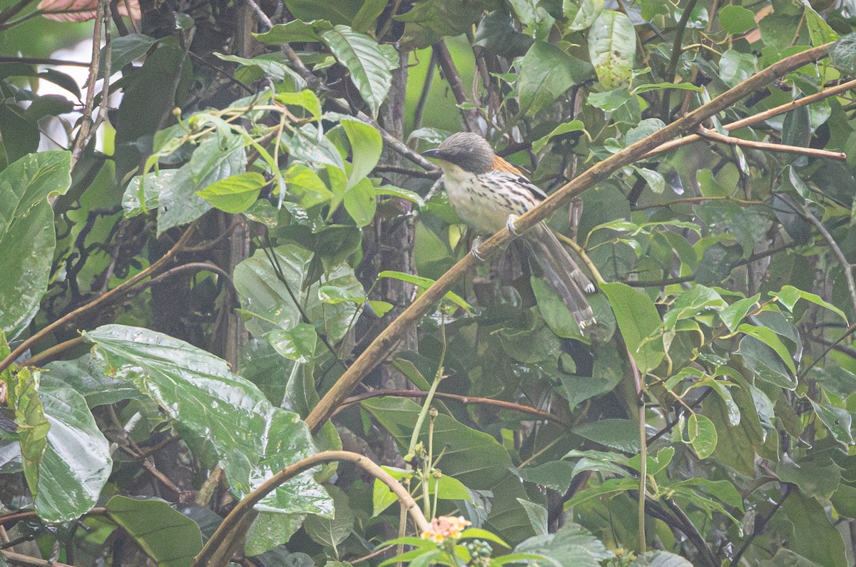 Crocias du Langbian - ML639410187