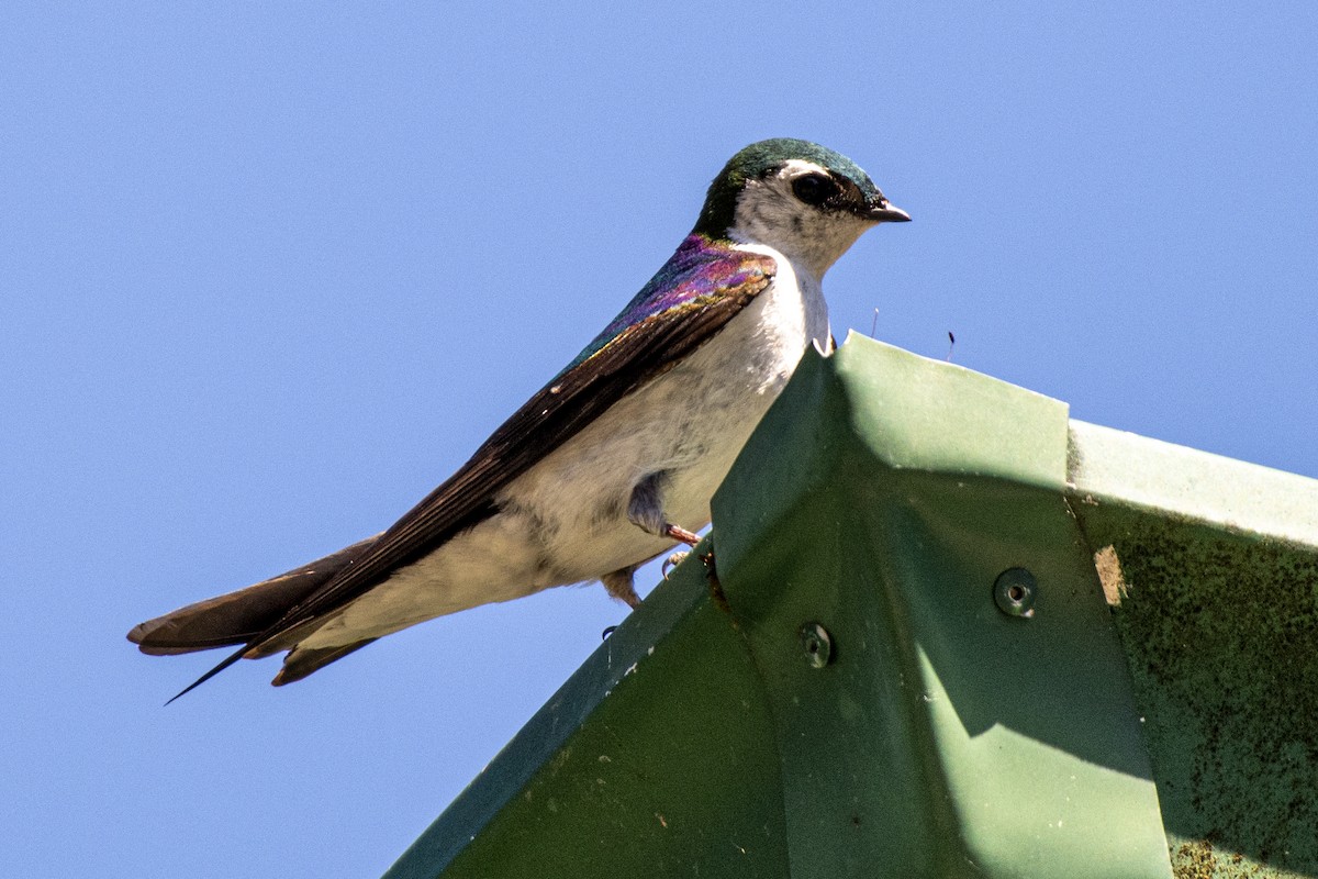 Violet-green Swallow - ML639410200