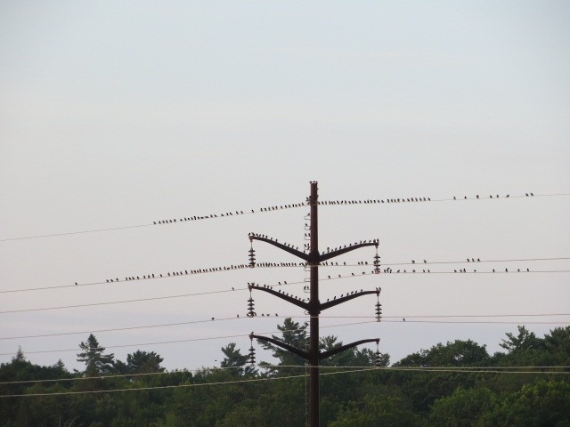 Red-winged Blackbird - ML639410253