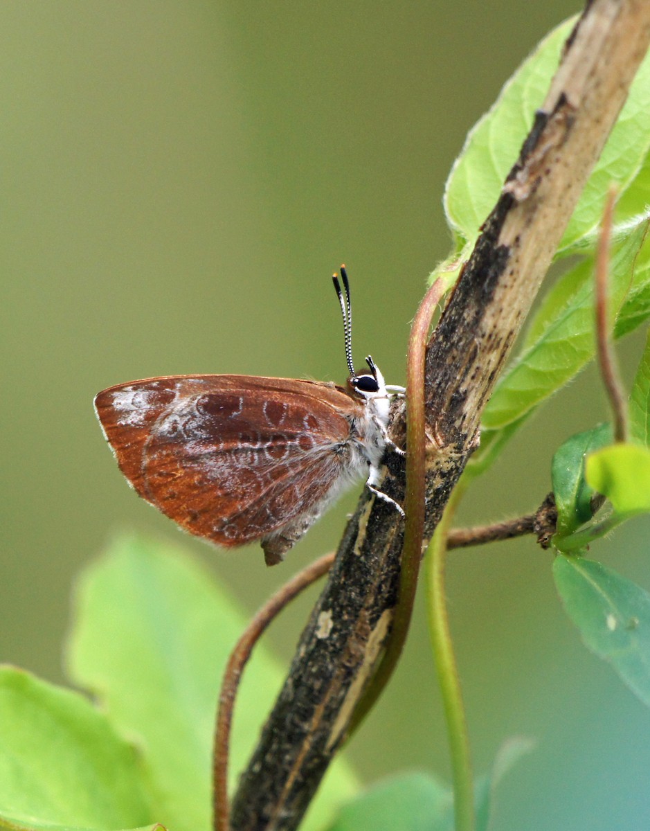 Harvester - ML639410260