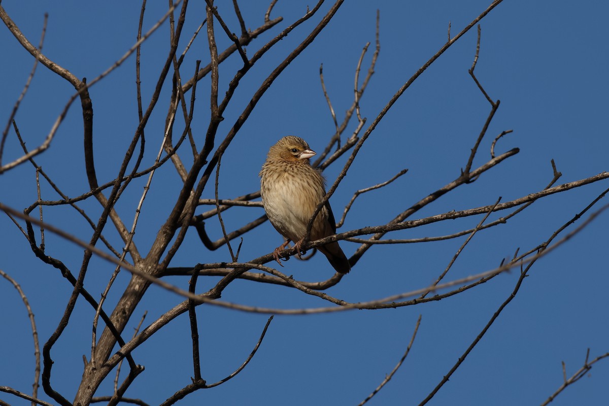 Yellow Bishop (Yellow) - ML639410284