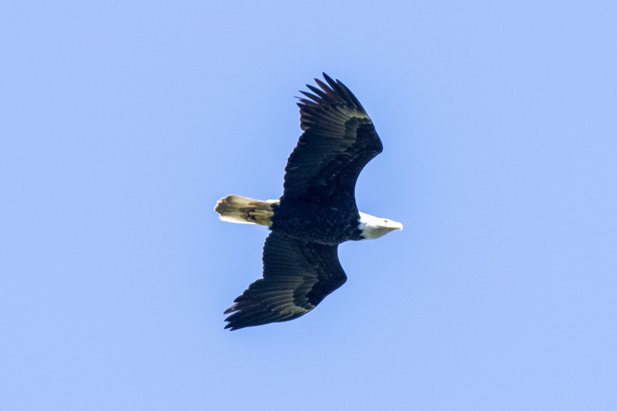 Bald Eagle - ML639410285