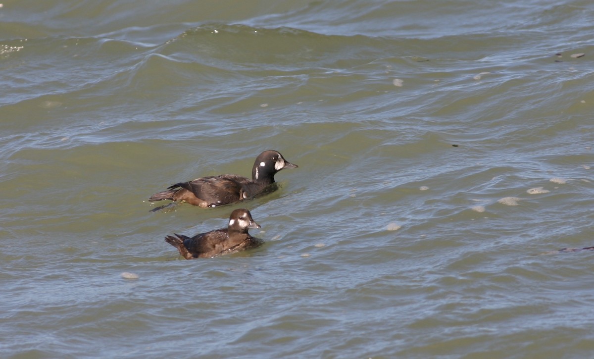 Хотгуужин чөрх - ML639410303