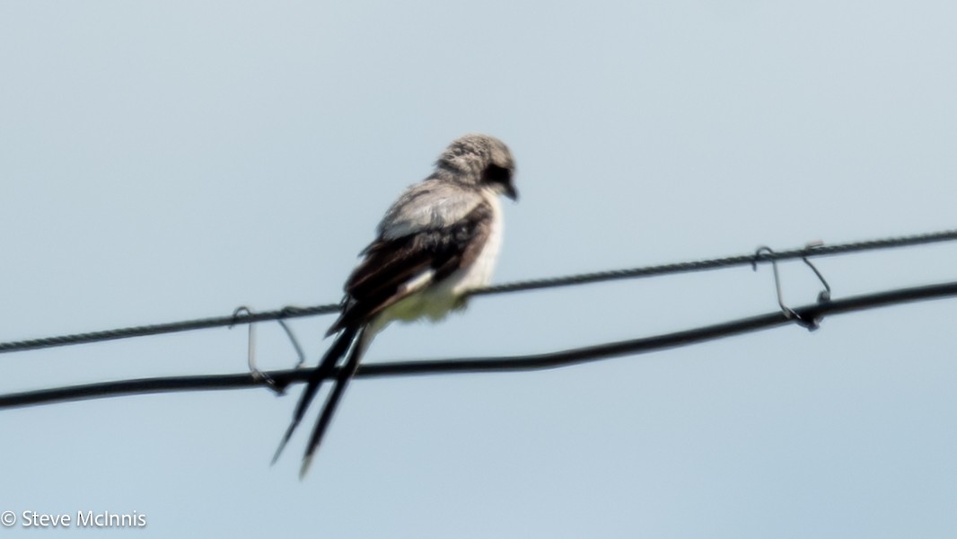 Giant Shrike - ML639410314